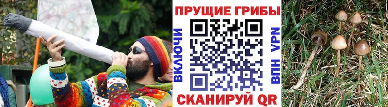 Псилоцибиновые грибы ЛСД  Купить  Майкоп 